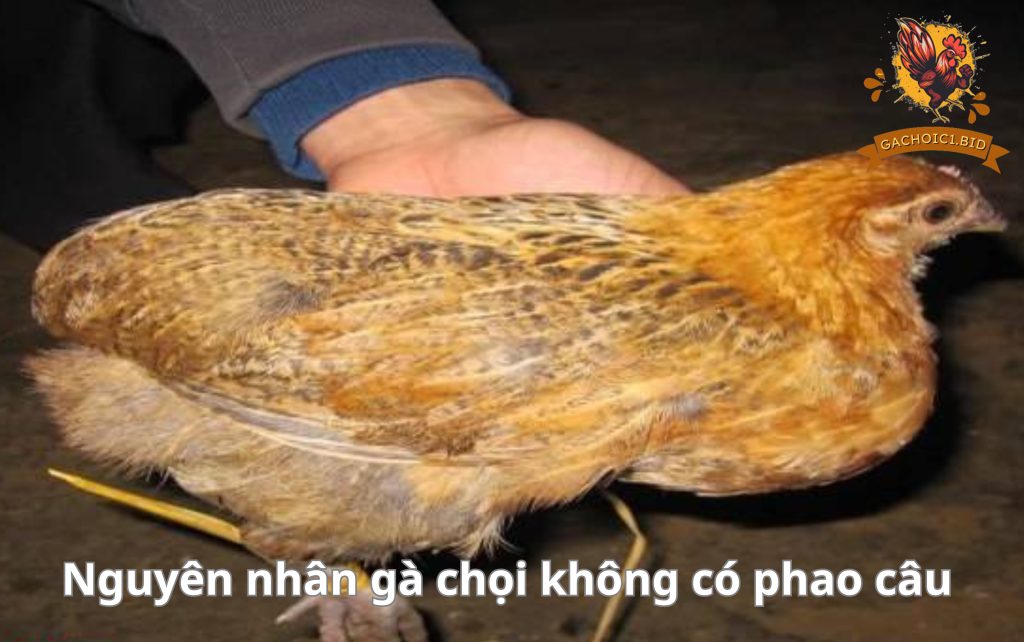 Nguyên nhân gà chọi không có phao câu