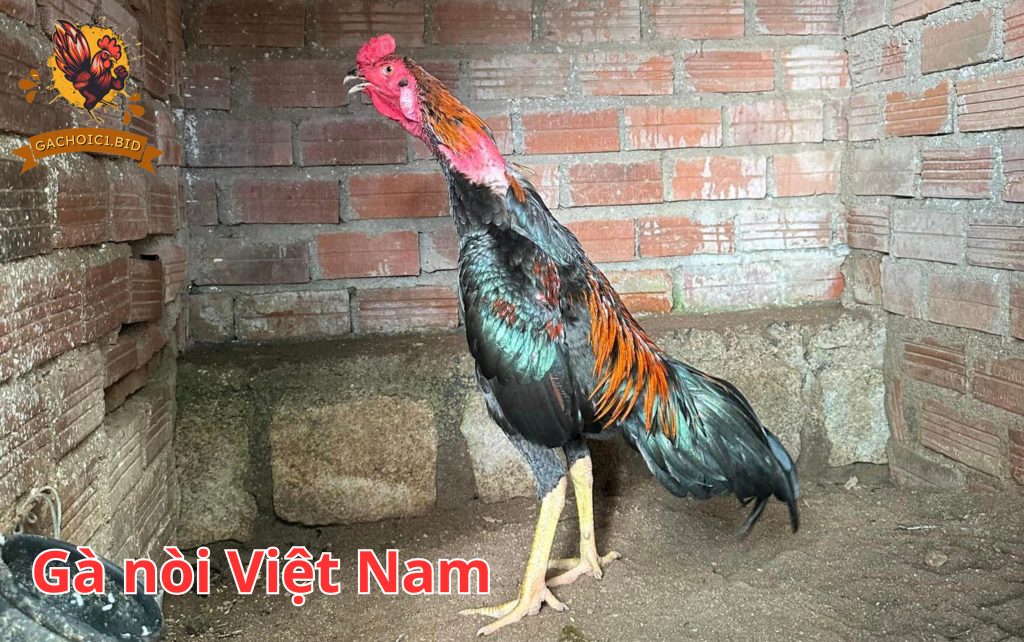 Gà nòi Việt Nam – Giống gà chọi đẹp nhất thế giới