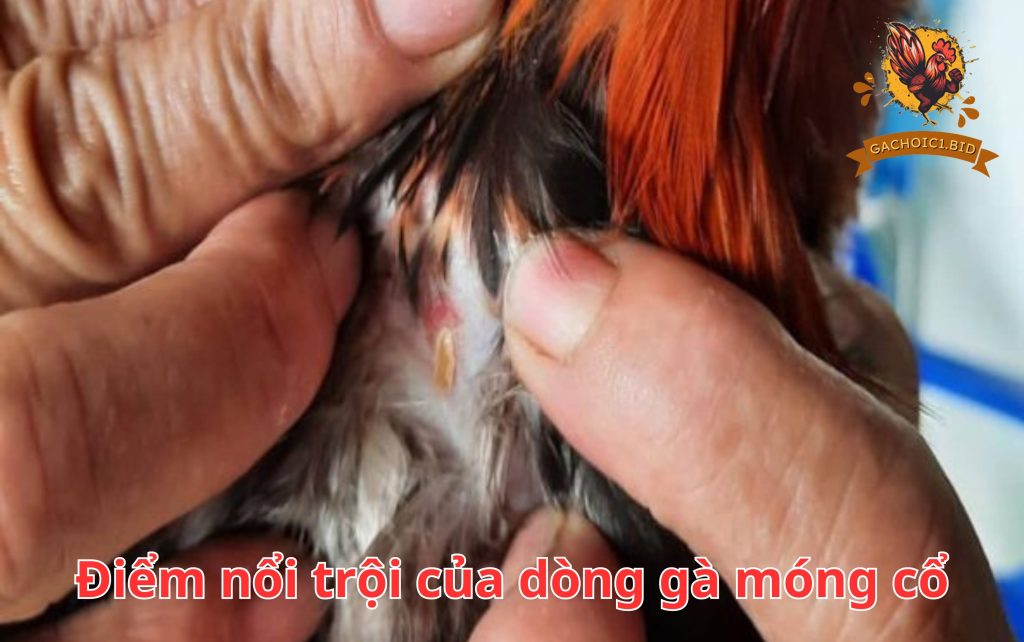 Điểm nổi trội của dòng gà móng cổ