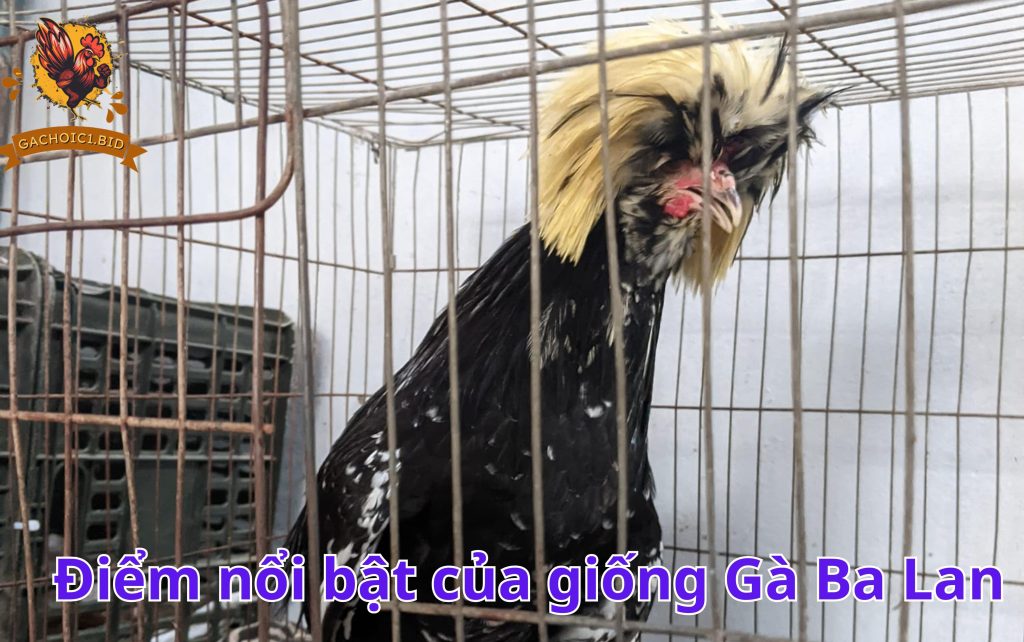 Điểm nổi bật của giống Gà Ba Lan