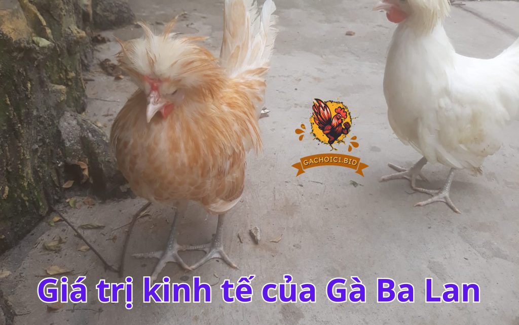 Giá trị kinh tế của Gà Ba Lan