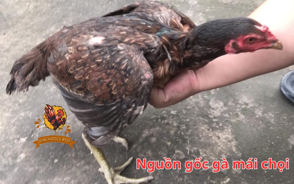 Nguồn gốc gà mái chọi