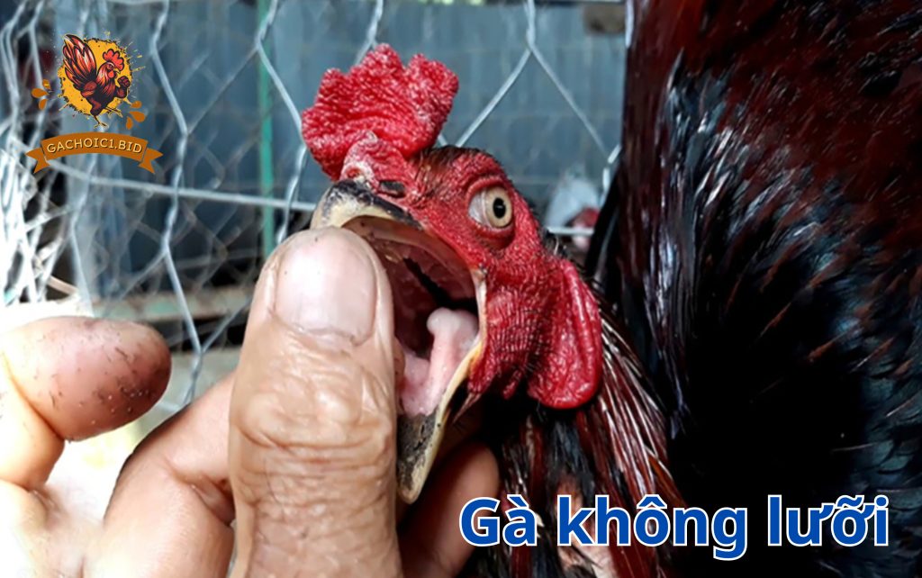 Gà không lưỡi