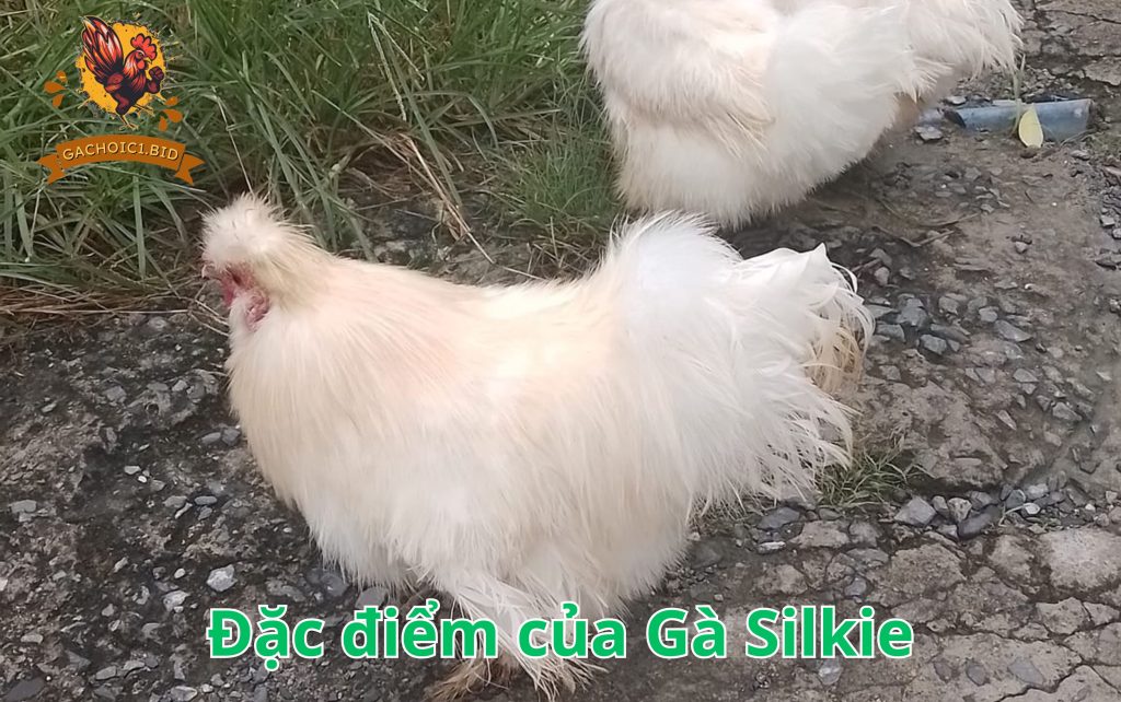 Đặc điểm của Gà Silkie