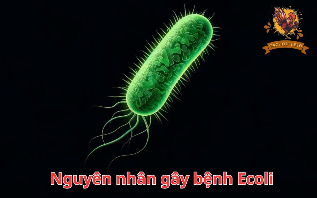 Nguyên nhân gây bệnh Ecoli