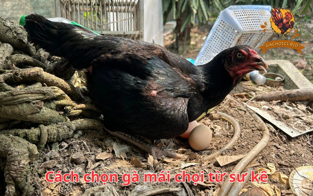 Cách chọn gà mái chọi từ sư kê