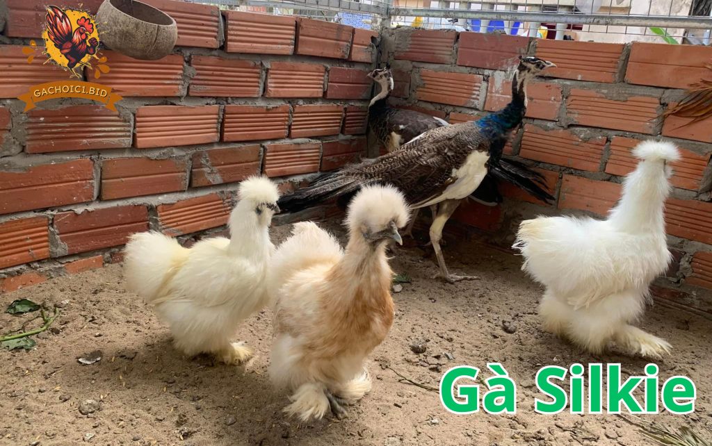 Gà Silkie