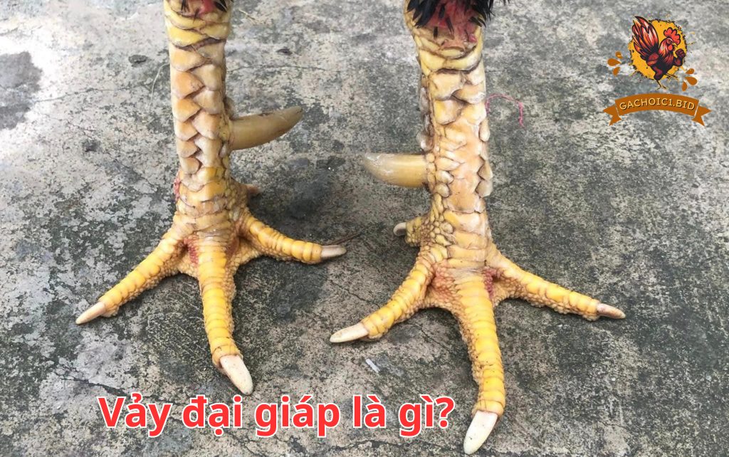 Vảy đại giáp là gì?