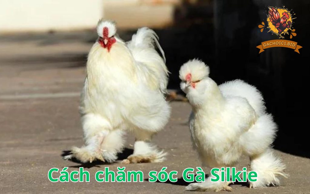 Cách chăm sóc Gà Silkie 