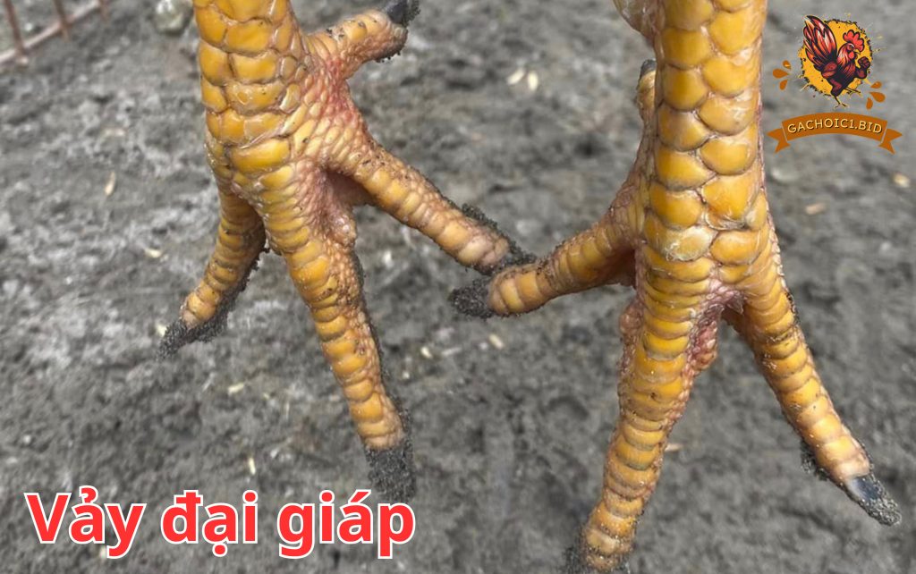 Vảy đại giáp