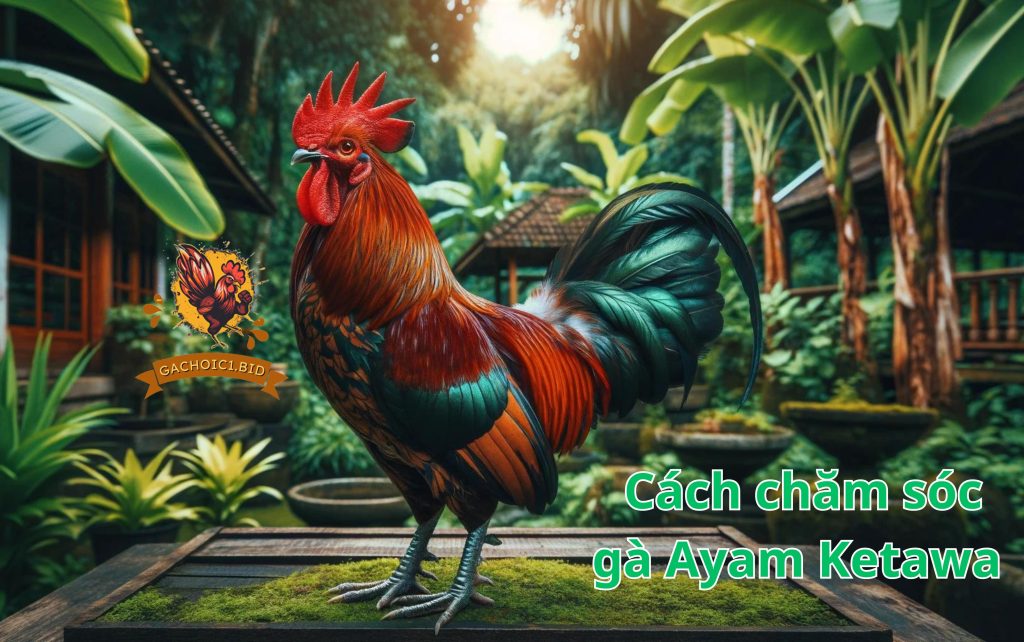 Cách chăm sóc gà Ayam Ketawa 