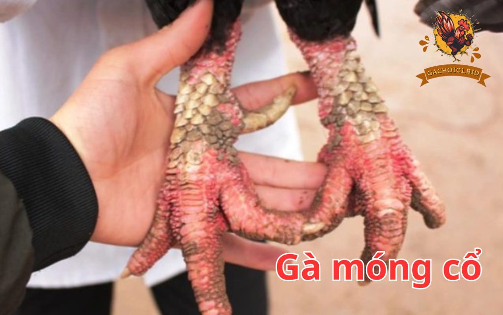 Gà móng cổ