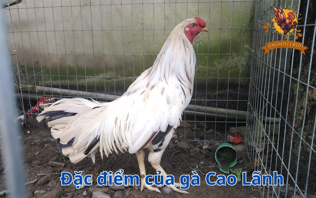 Đặc điểm của gà Cao Lãnh