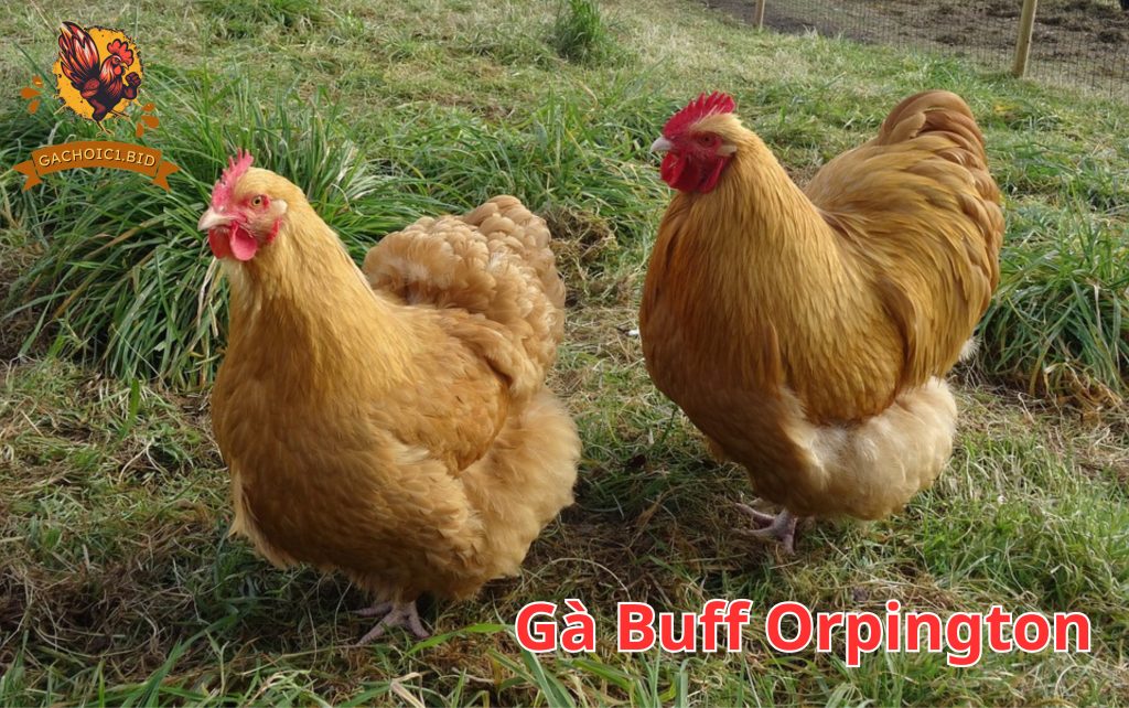 Gà Buff Orpington