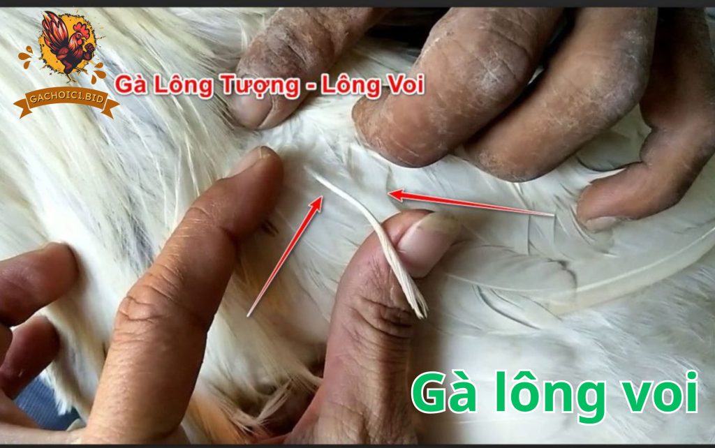 Gà lông voi