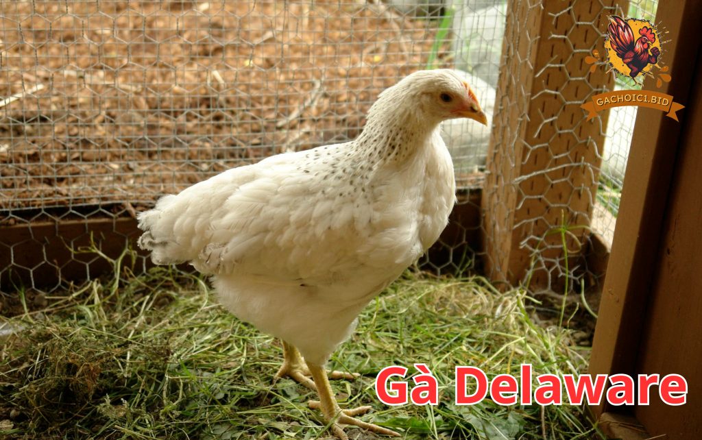 Giống gà to nhất thế giới - Gà Delaware