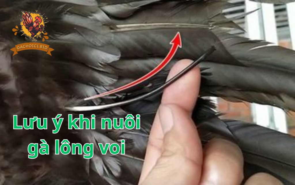 Lưu ý khi nuôi gà lông voi