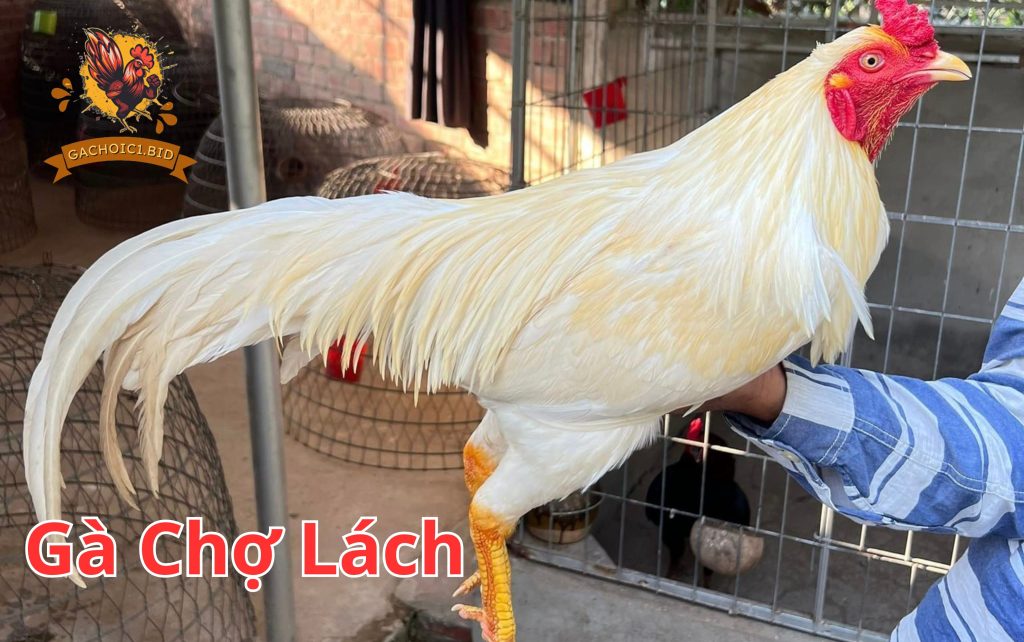 Gà Chợ Lách