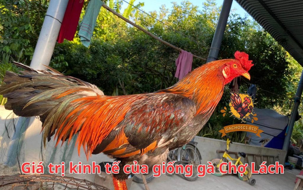 Giá trị kinh tế của giống gà Chợ Lách