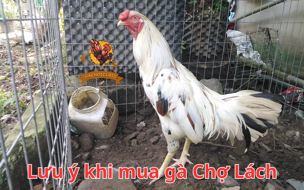 Lưu ý khi mua gà Chợ Lách