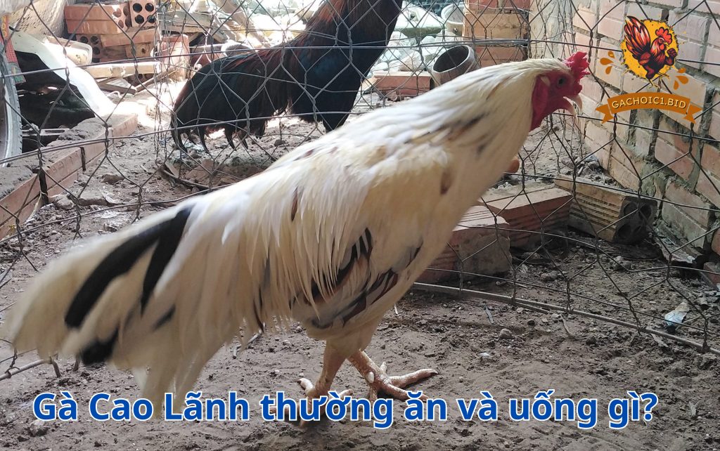 Gà Cao Lãnh thường ăn và uống gì?