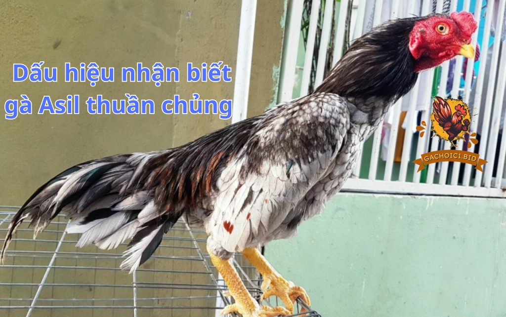 Dấu hiệu nhận biết gà Asil thuần chủng 