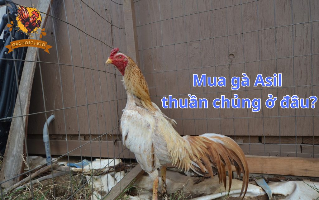 Mua gà Asil thuần chủng ở đâu?