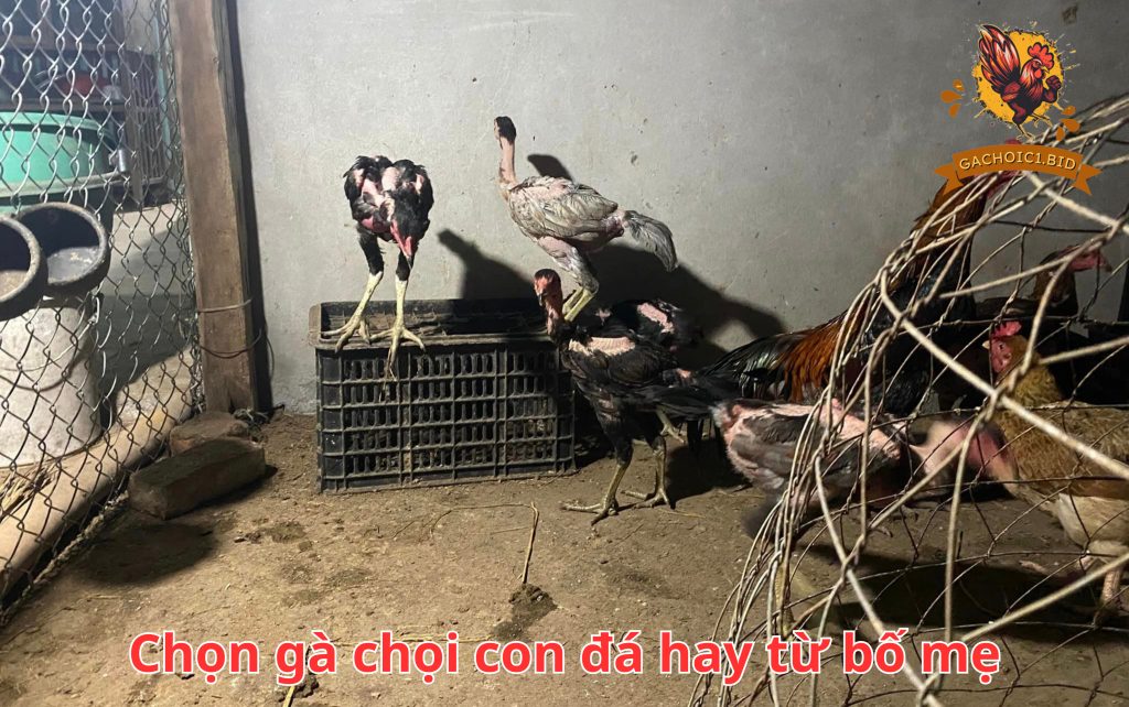 Chọn gà chọi con đá hay từ bố mẹ