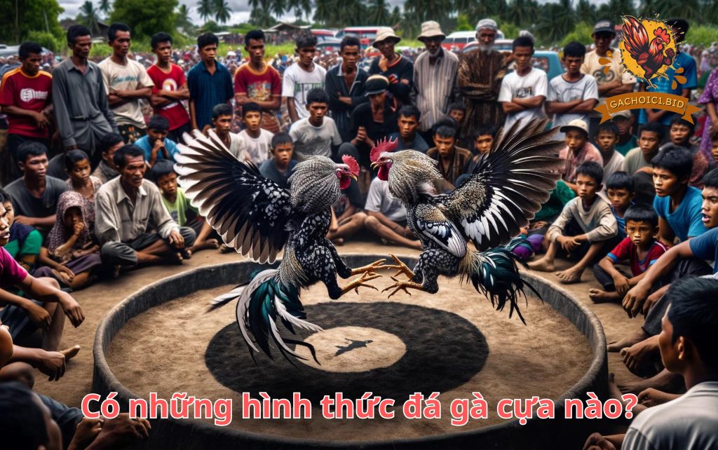 Có những hình thức đá gà cựa nào?