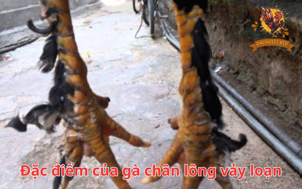 Đặc điểm của gà chân lông vảy loạn