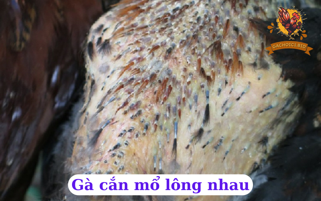 Gà cắn mổ lông nhau