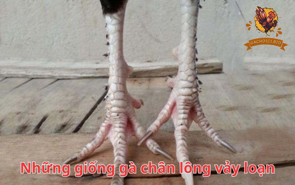 Những giống gà chân lông vảy loạn