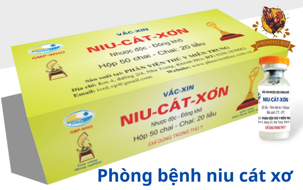 Phòng bệnh niu cát xơn