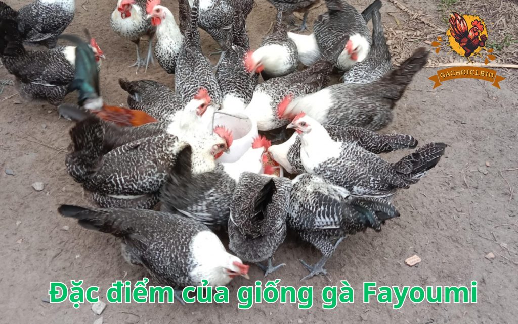 Đặc điểm của giống gà Fayoumi