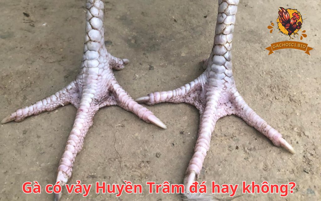 Gà có vảy Huyền Trâm đá hay không?