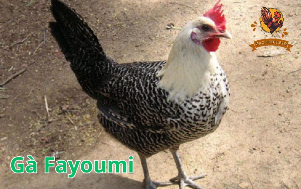 Gà Fayoumi