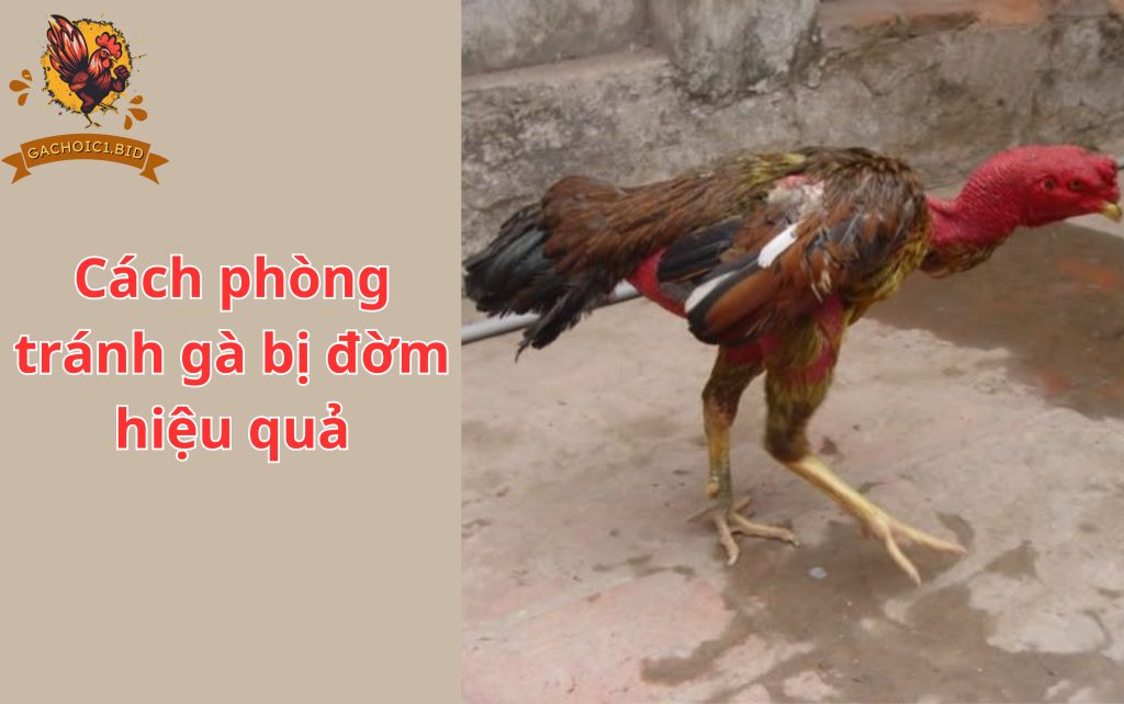 Cách phòng tránh gà bị đờm hiệu quả