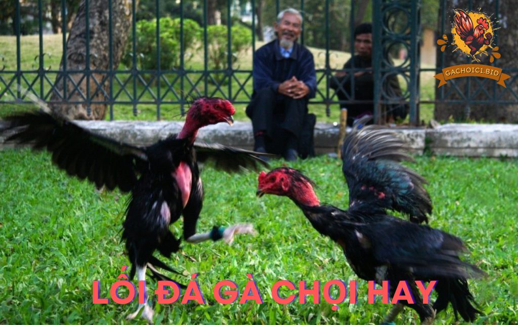 Lối đá gà chọi hay