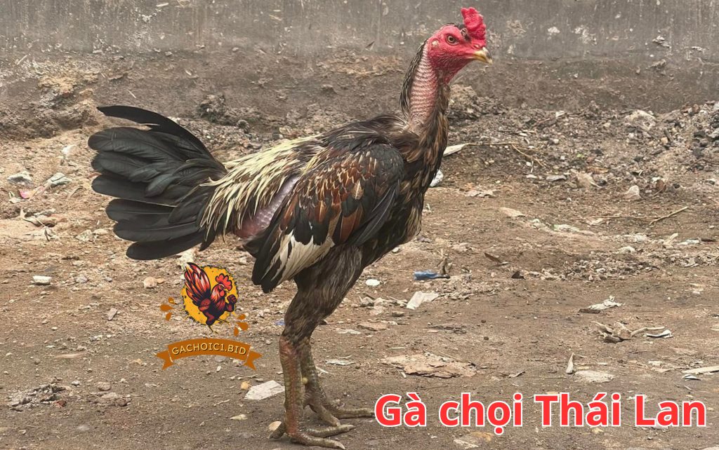 Gà chọi Thái Lan