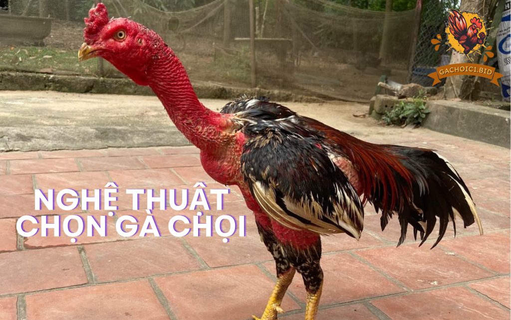 Nghệ thuật chọn gà chọi