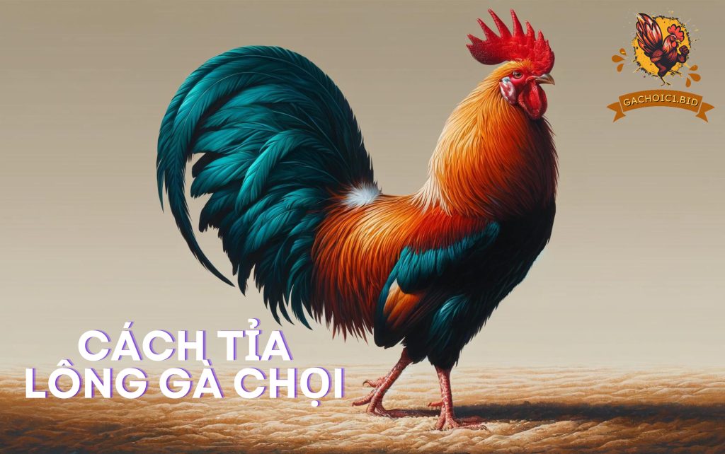 Cách tỉa lông gà chọi