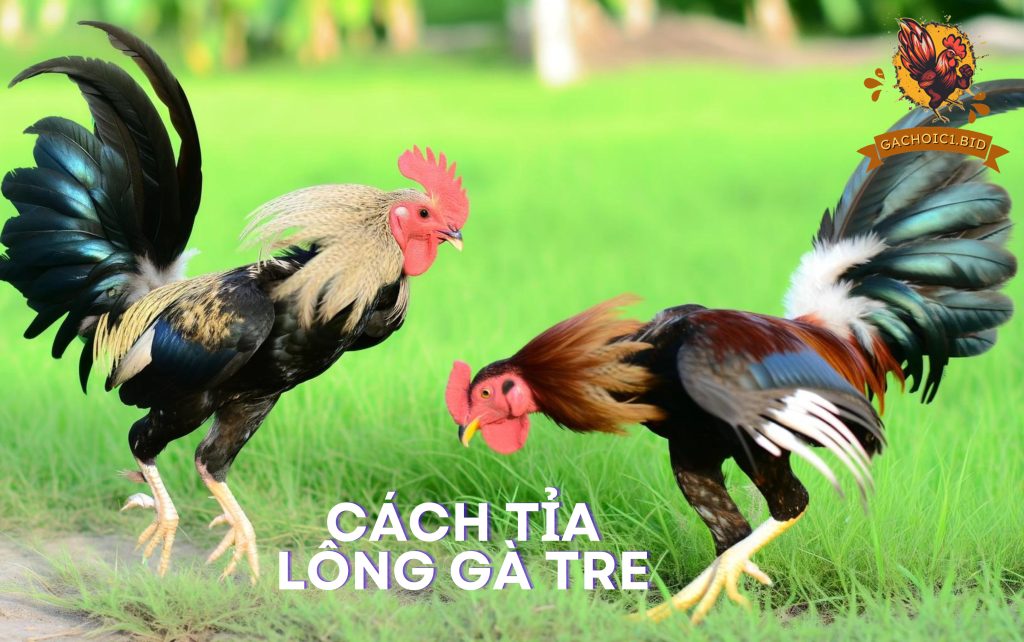 Cách tỉa lông gà tre