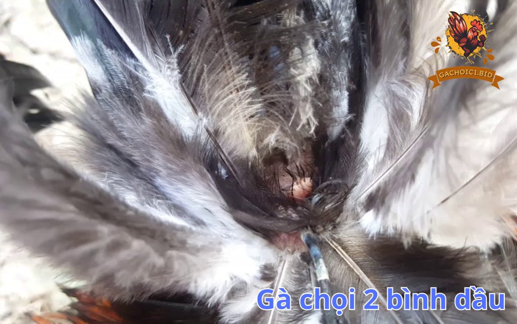 Gà chọi 2 bình dầu