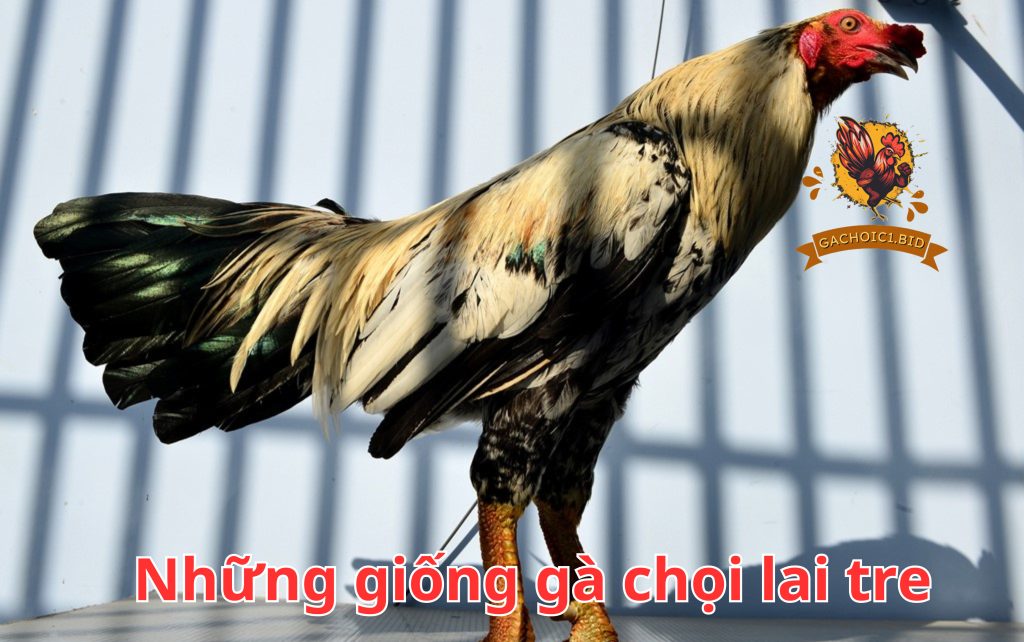 Những giống gà chọi lai tre 