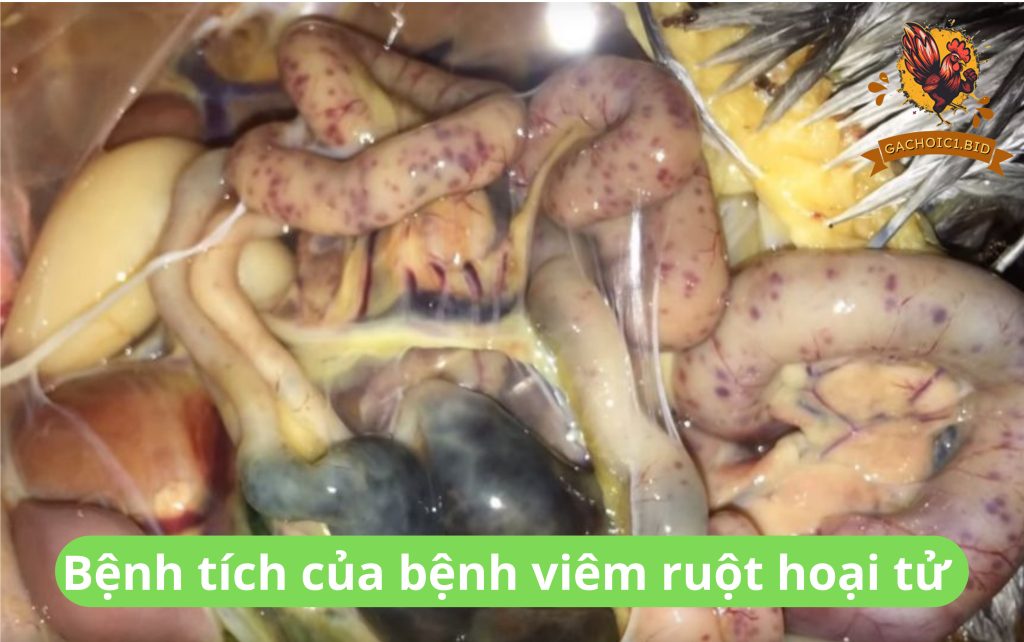 Bệnh tích của bệnh viêm ruột hoại tử 