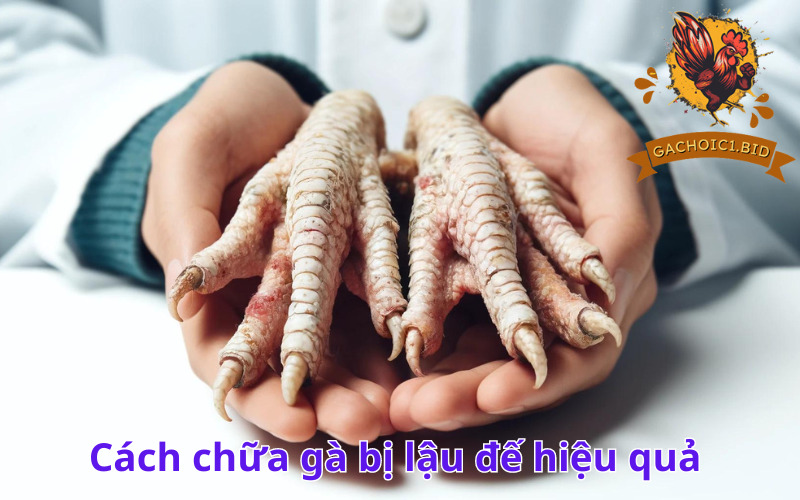 Cách chữa gà bị lậu đế hiệu quả