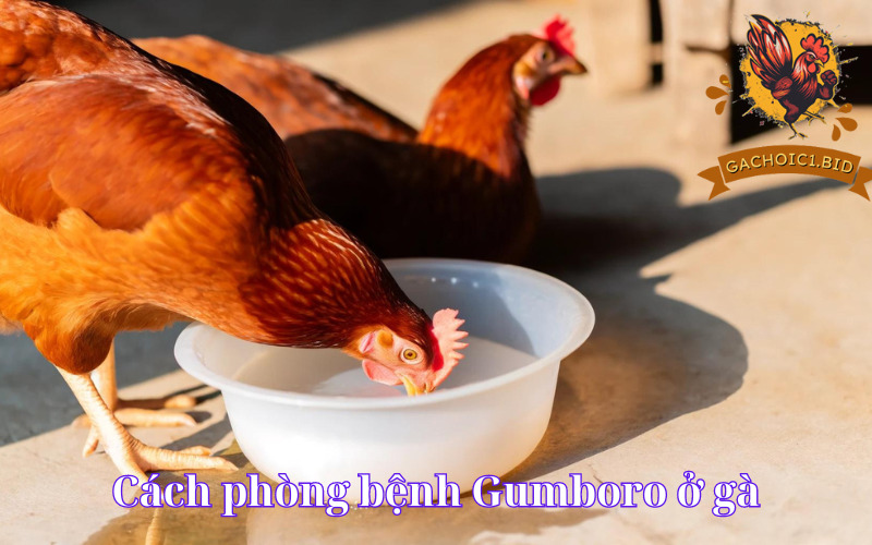 Cách phòng bệnh Gumboro ở gà