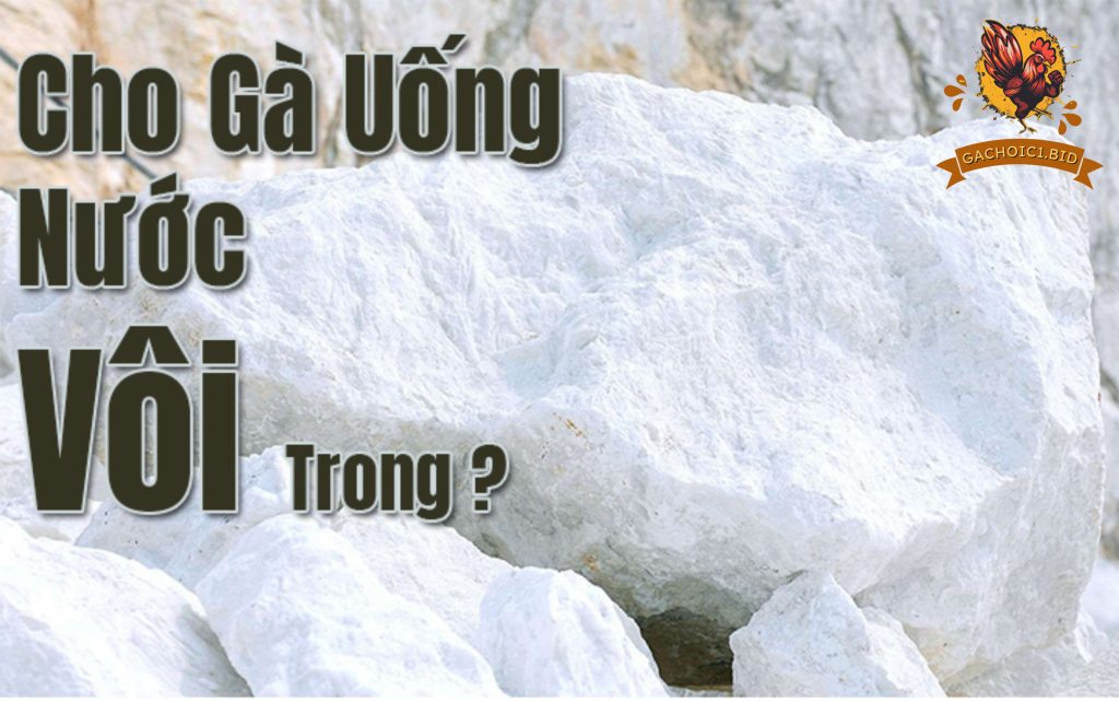 Cho gà uống nước vôi trong có tác dụng gì?