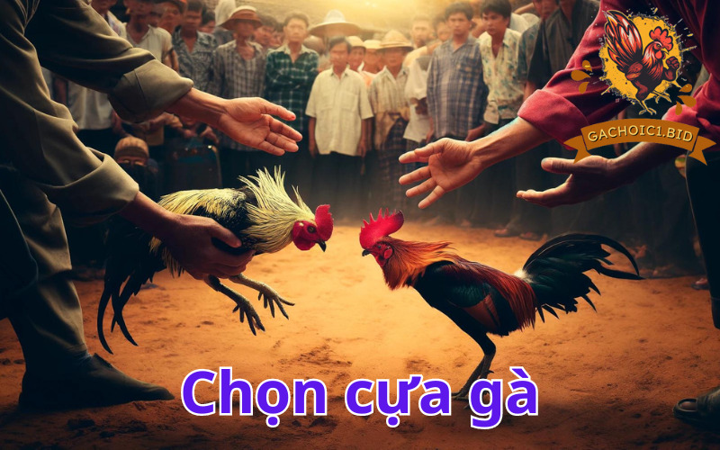 Chọn cựa gà