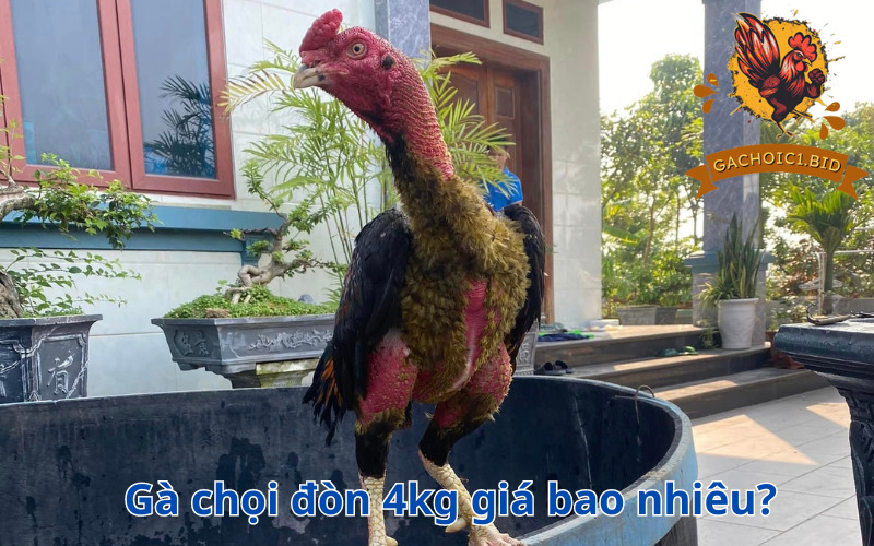 Gà chọi đòn 4kg giá bao nhiêu?